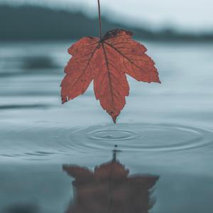 成人无码区免费A片视频日本
